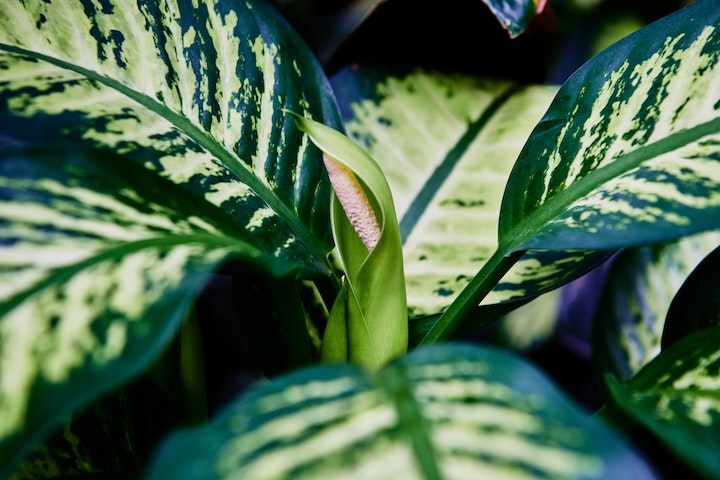 Right Plant, Right Place: Understanding Plant Zones